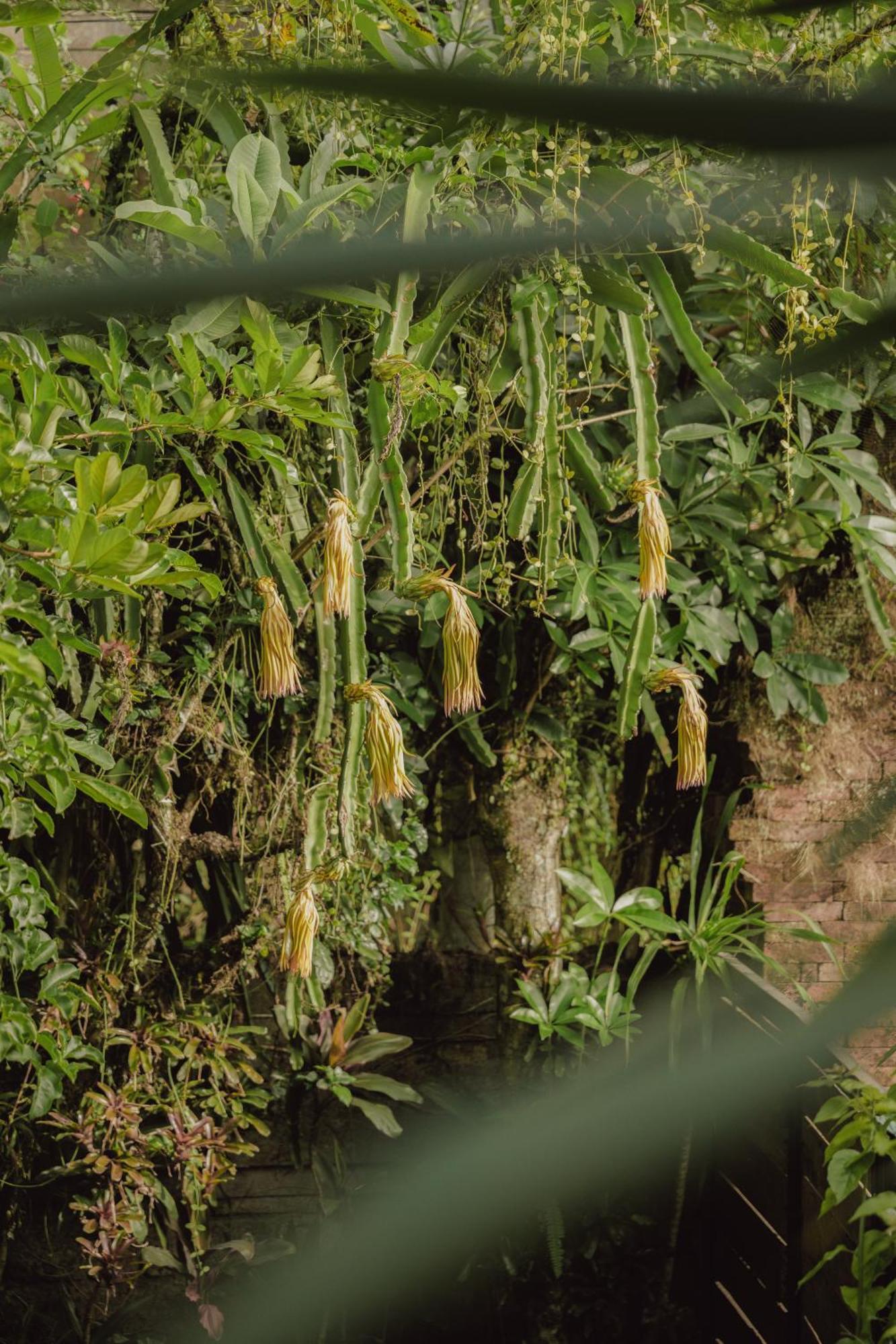 Villa Lumbung Ubud Kültér fotó