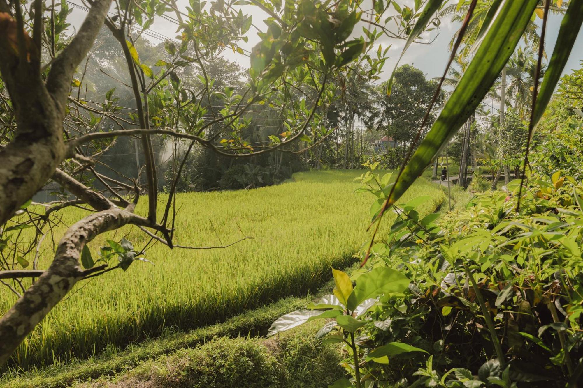 Villa Lumbung Ubud Kültér fotó